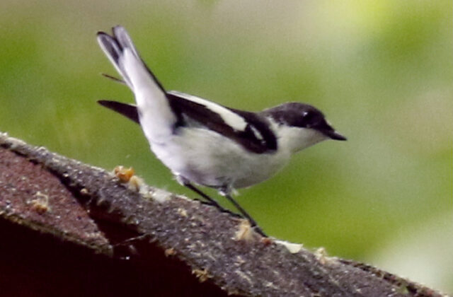 Semicollared Flycatcher