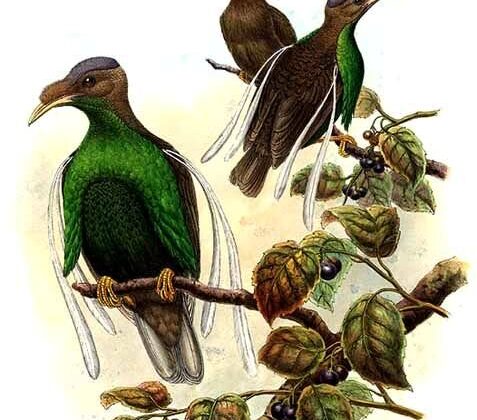 Standardwing