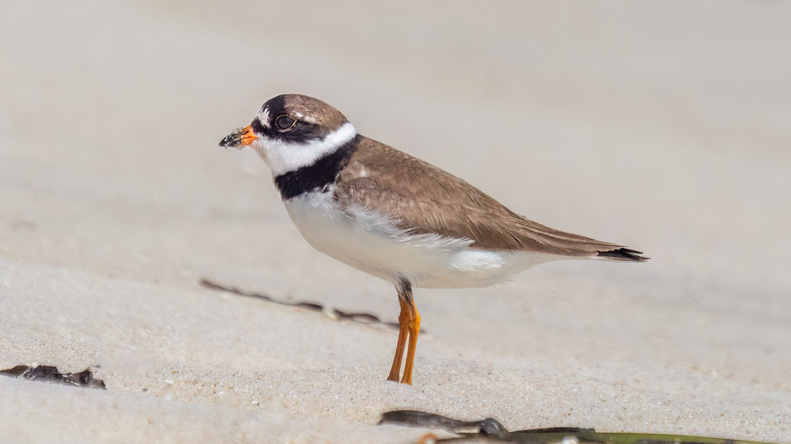 Semipalmated Plover