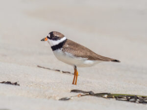 Semipalmated Plover