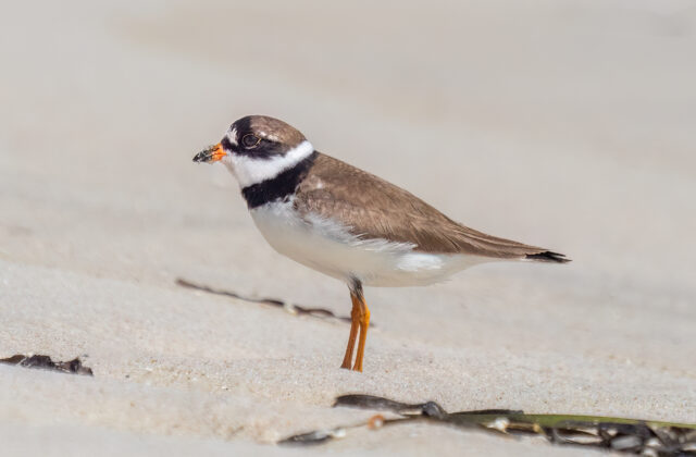 Semipalmated Plover