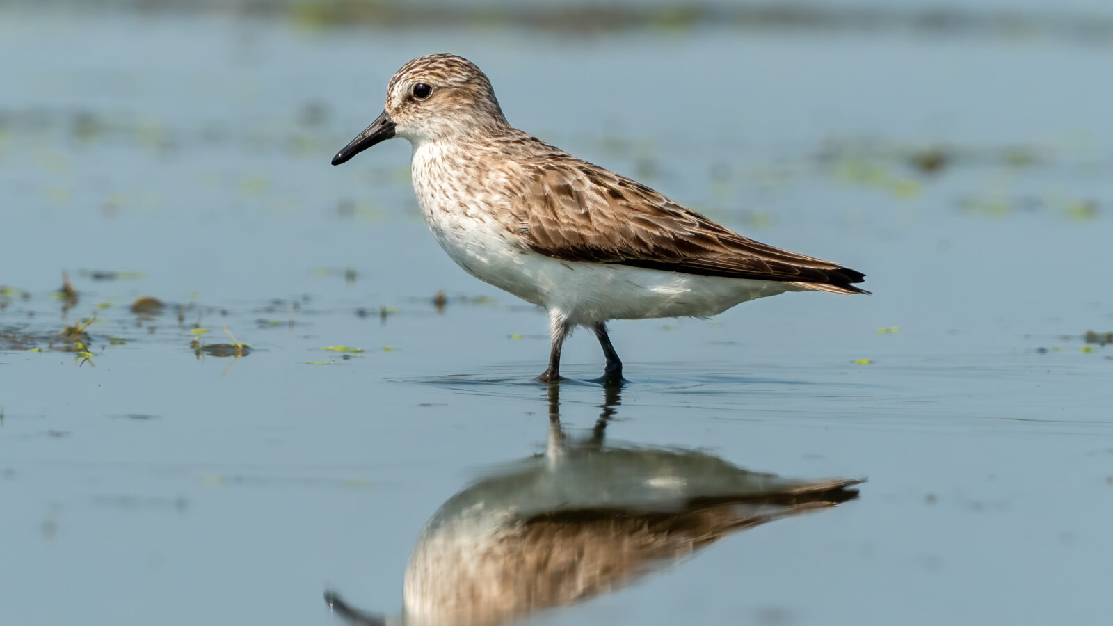 Semipalmated Sandpiper