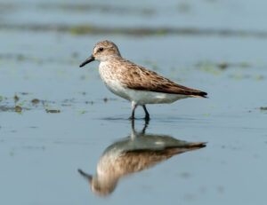 Semipalmated Sandpiper