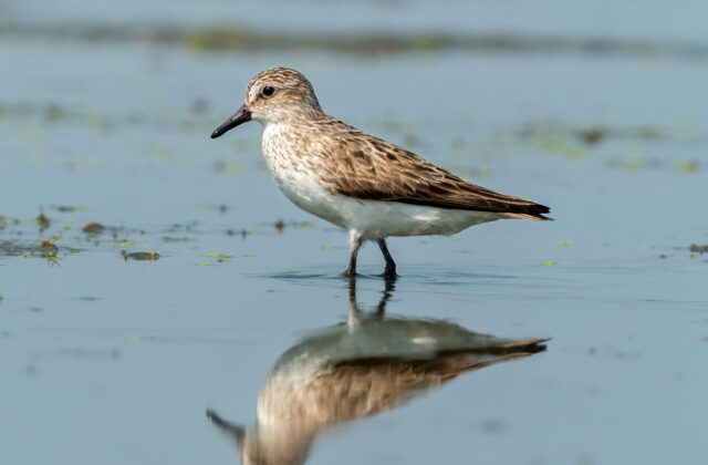 Semipalmated Sandpiper