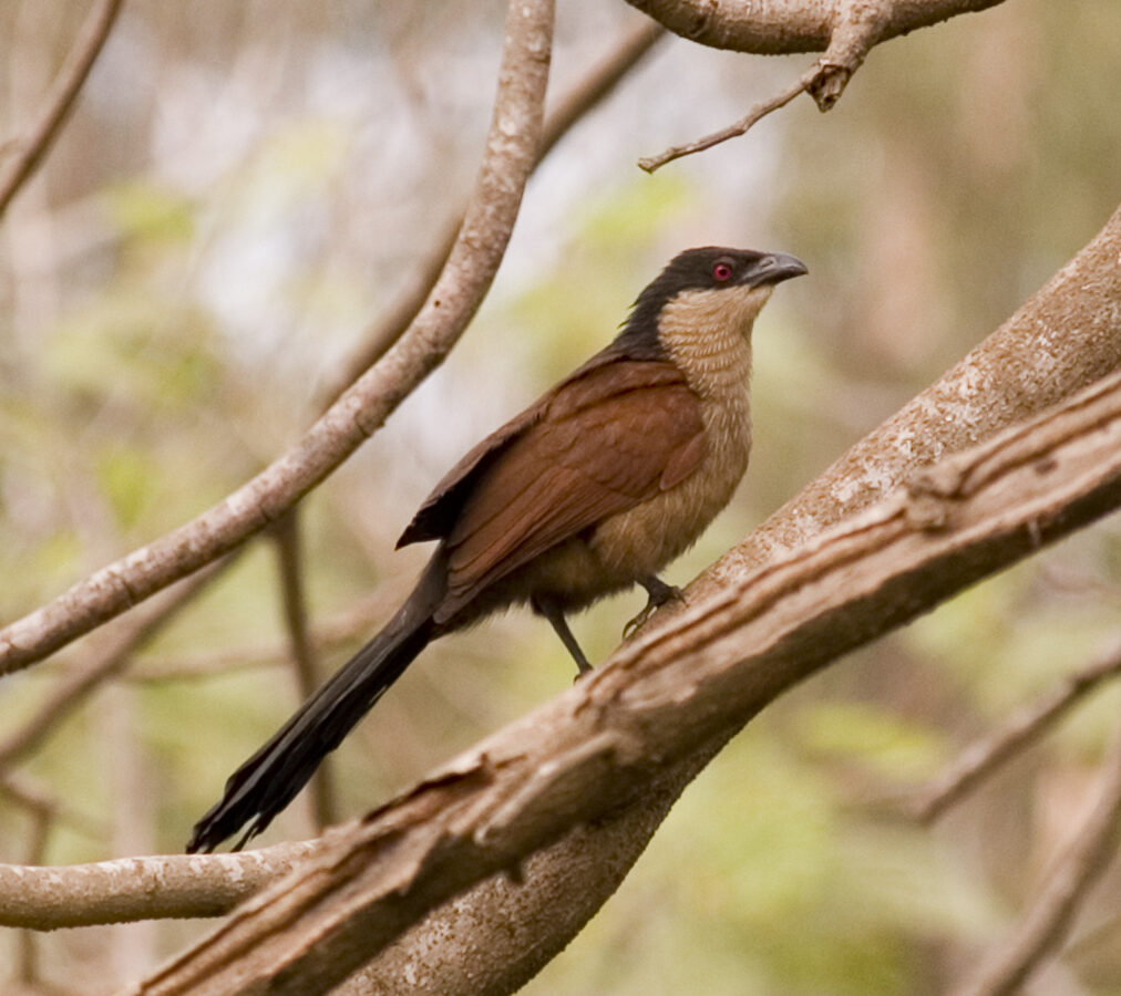 Senegal Coucal