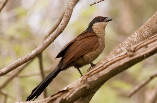 Senegal Coucal