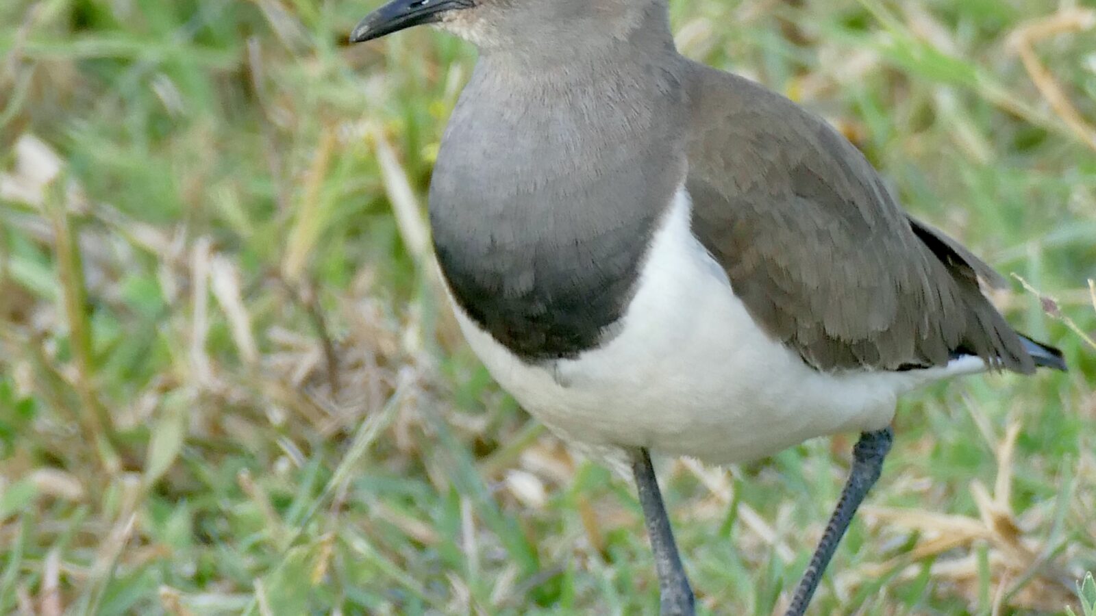 Senegal Lapwing