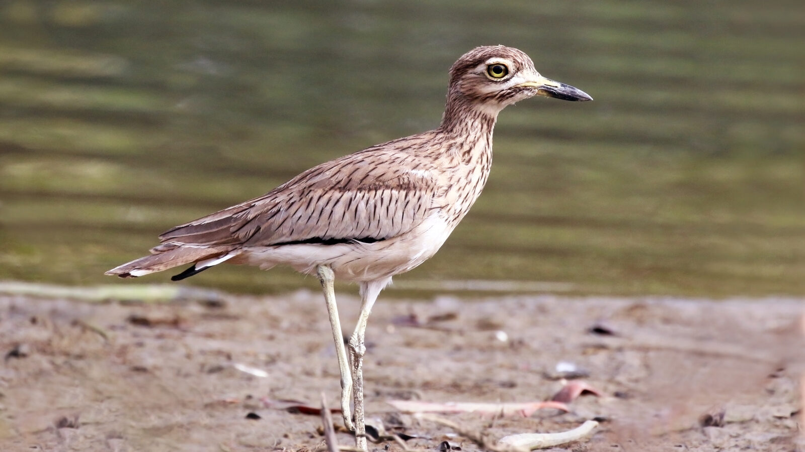 Senegal Thick-knee