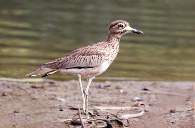 Senegal Thick-knee
