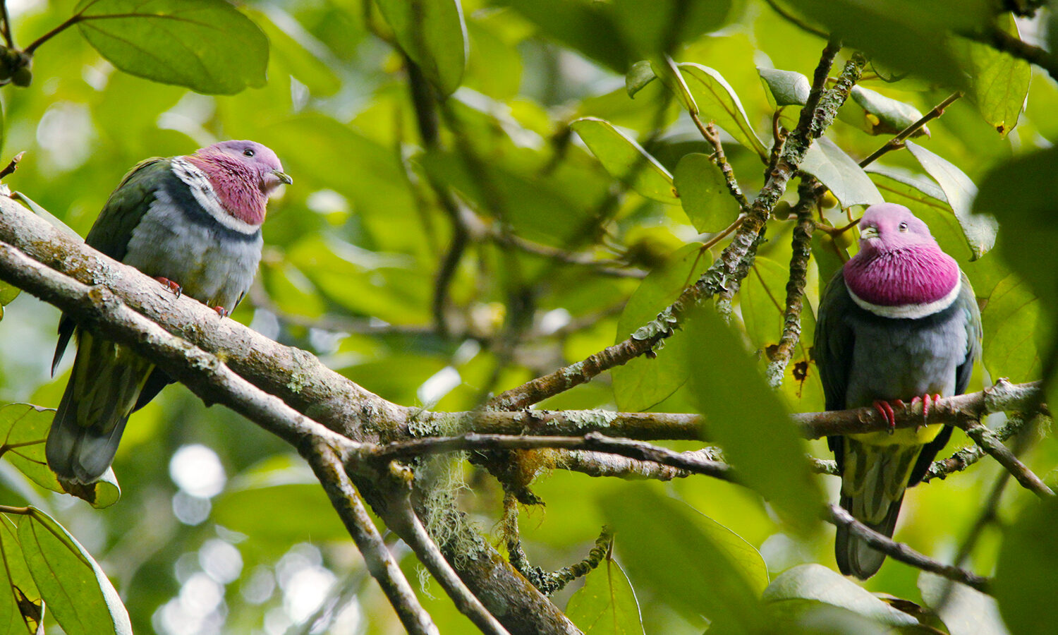 Pink-headed Fruit Dove