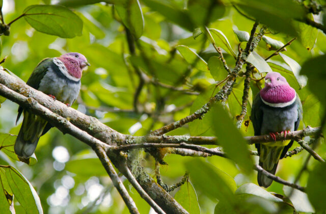 Pink-headed Fruit Dove