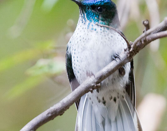 Juan Fernandez Firecrown