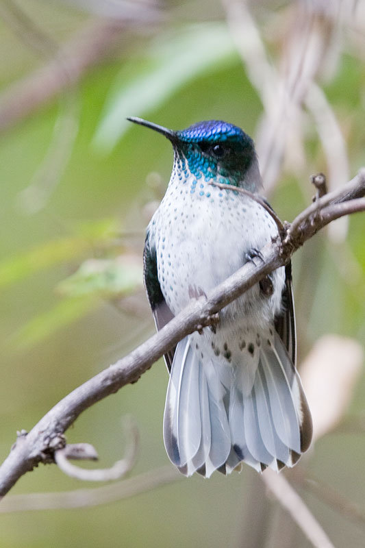 Juan Fernandez Firecrown