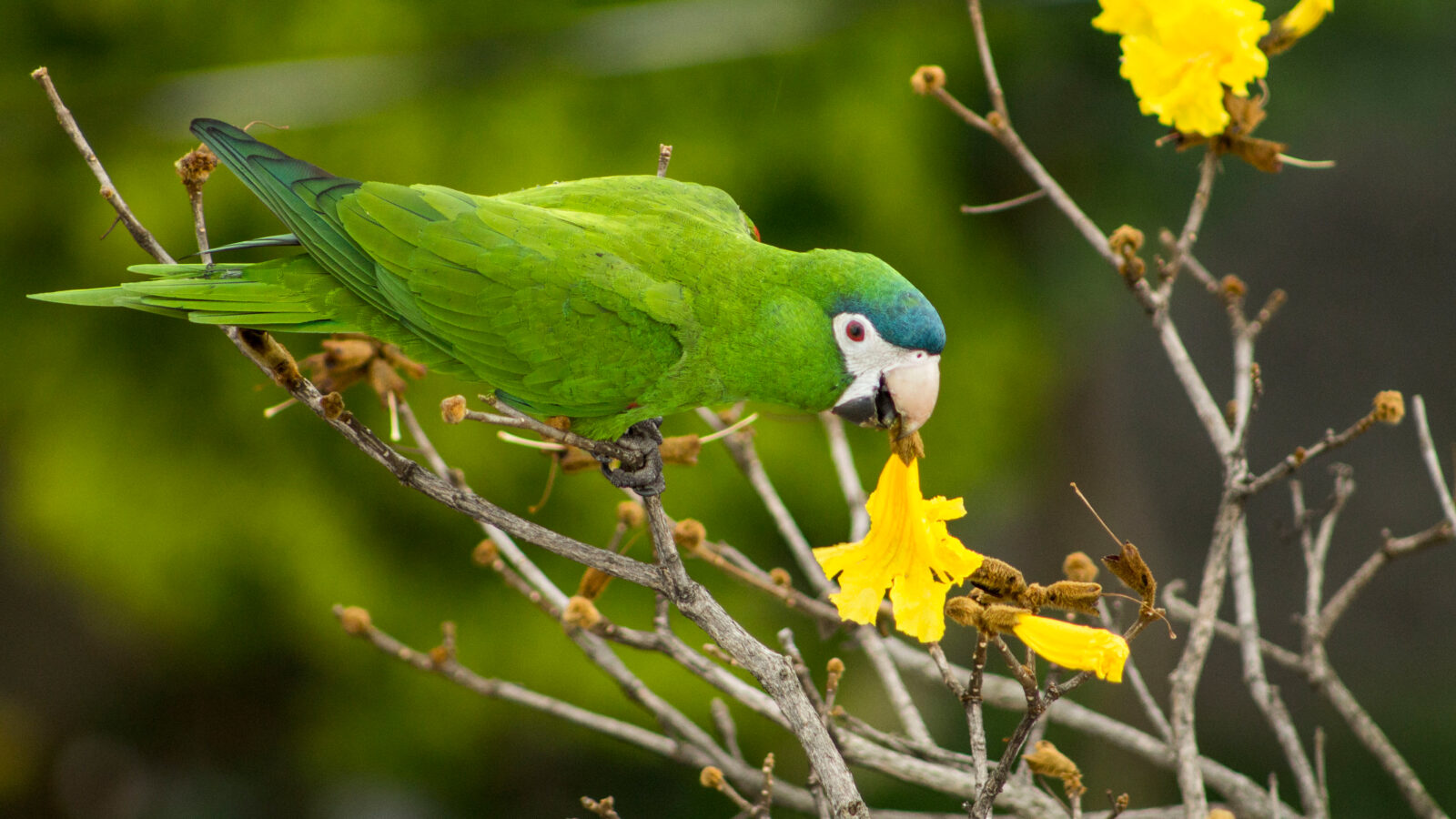 Red-shouldered Macaw