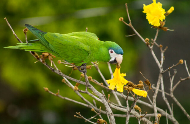 Red-shouldered Macaw