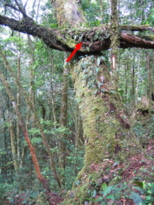 Seram Mountain Pigeon