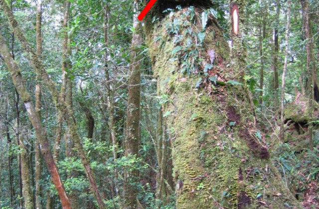 Seram Mountain Pigeon