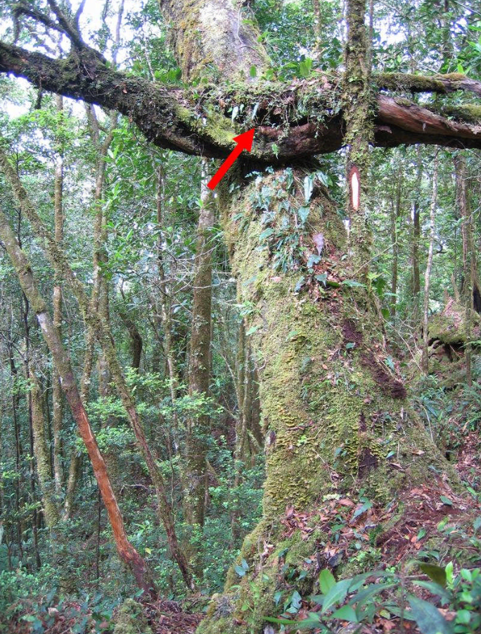 Seram Mountain Pigeon