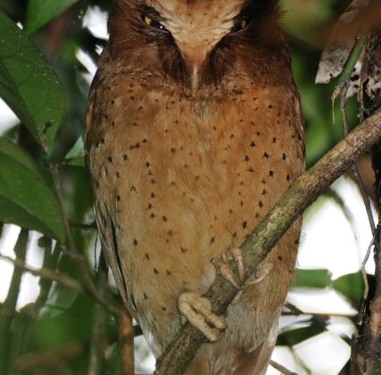 Serendib Scops Owl