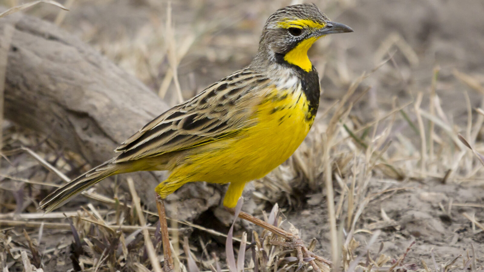 Yellow-throated Longclaw