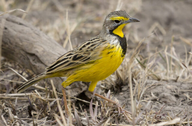 Yellow-throated Longclaw