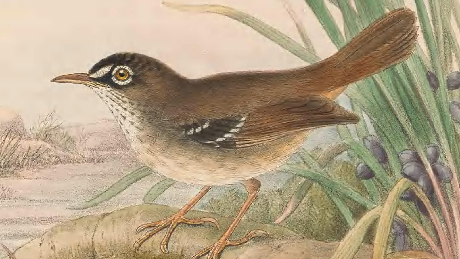 Tropical Scrubwren