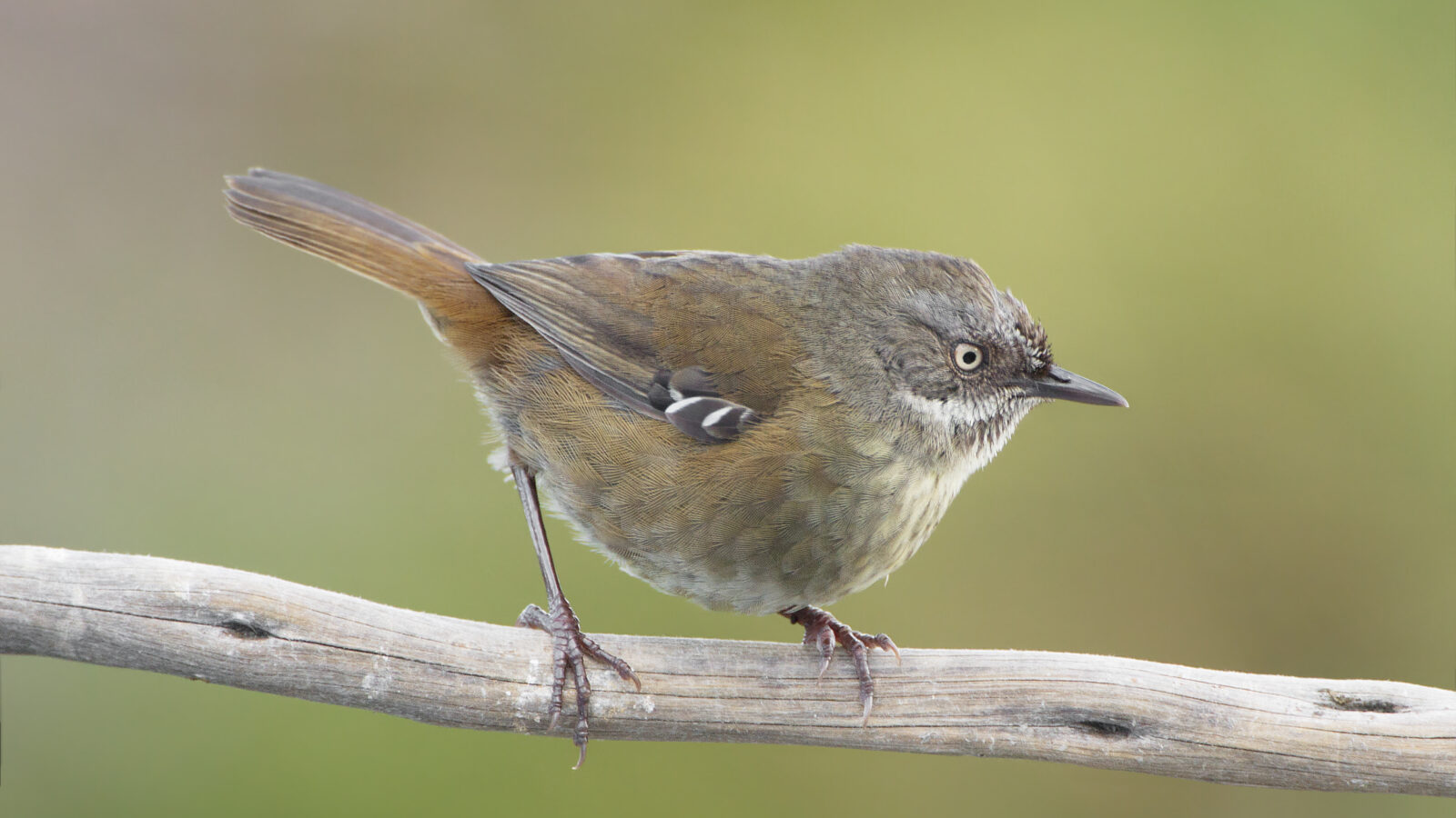 Tasmanian Scrubwren