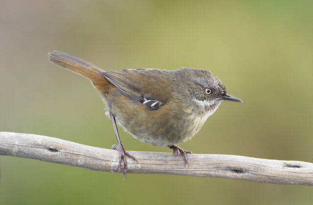 Tasmanian Scrubwren