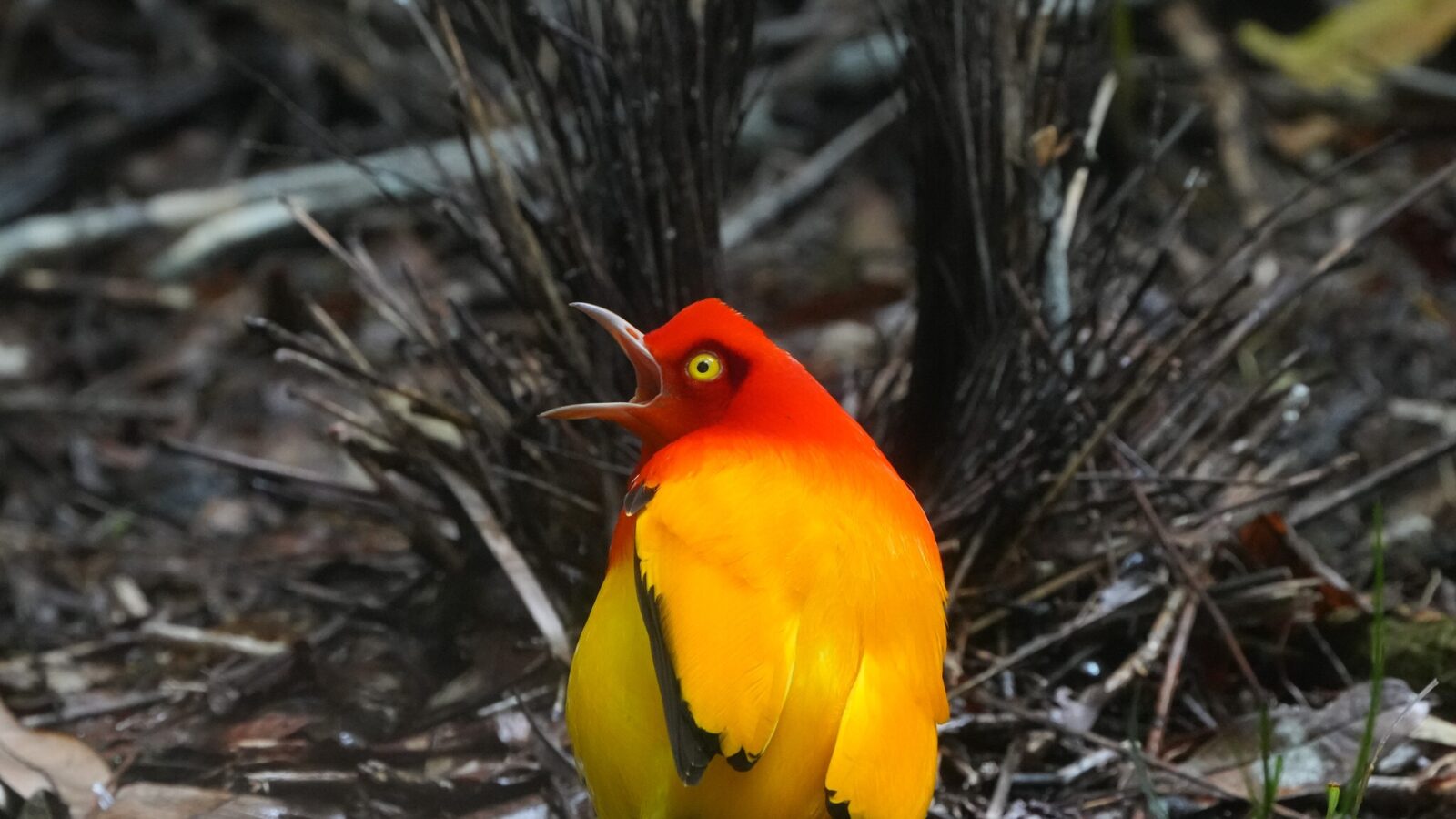 Flame Bowerbird