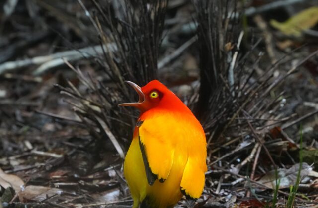 Flame Bowerbird