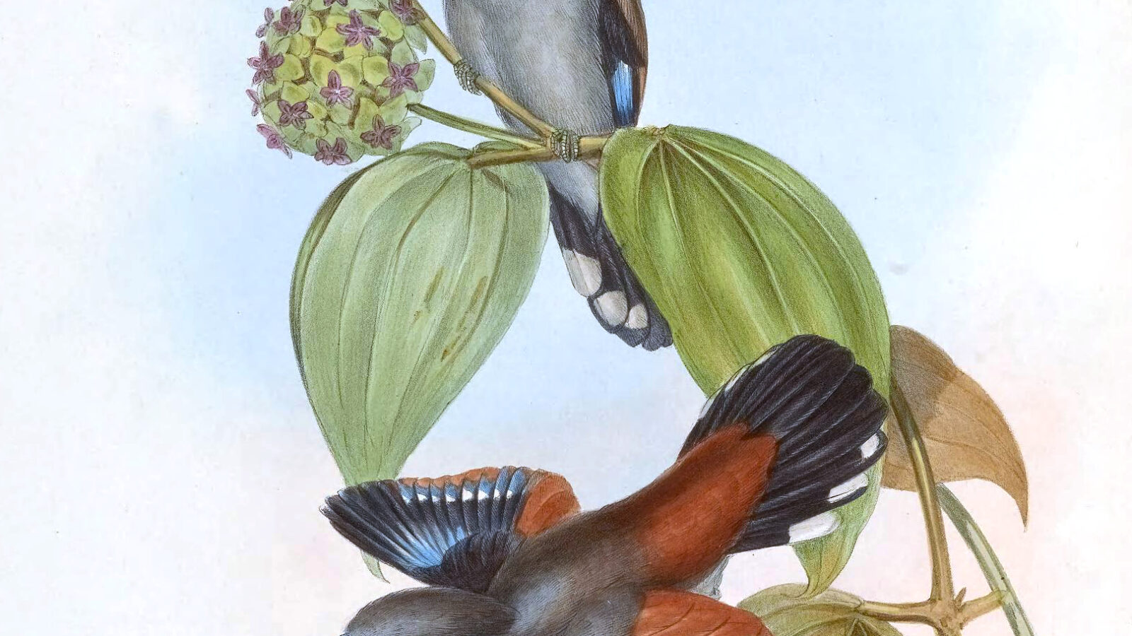 Grey-lored Broadbill