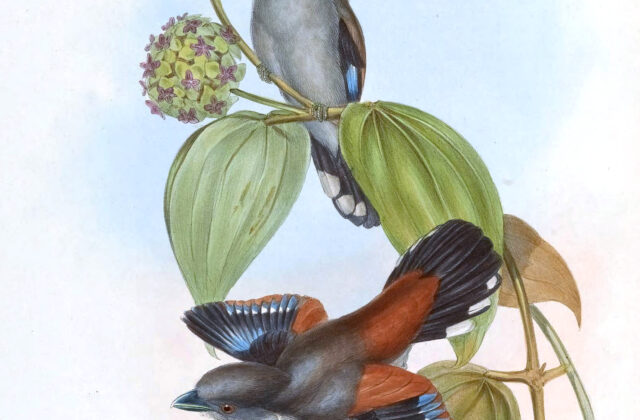 Grey-lored Broadbill