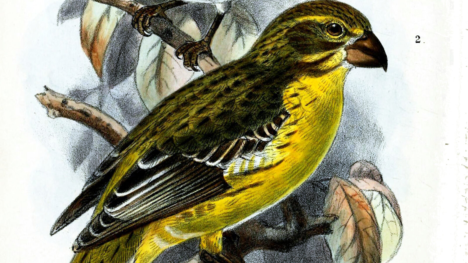 Northern Grosbeak-Canary