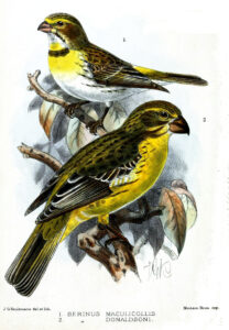 Northern Grosbeak-Canary