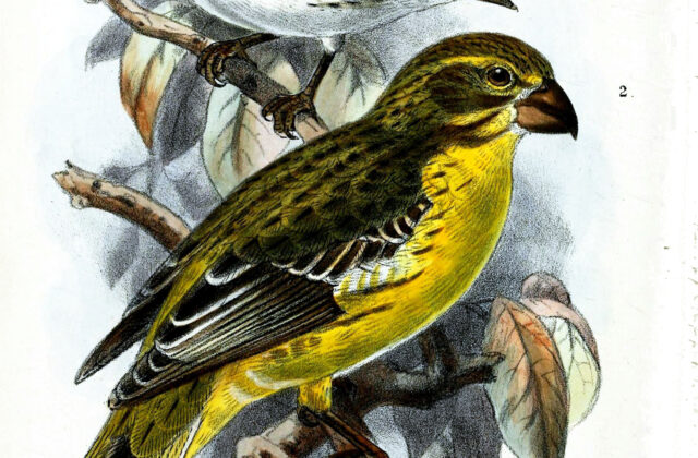 Northern Grosbeak-Canary