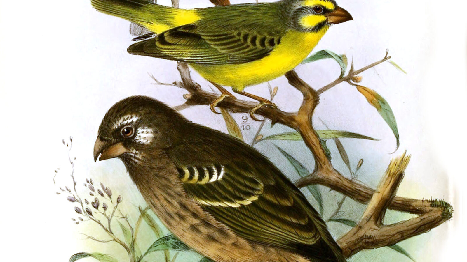 Thick-billed Seedeater