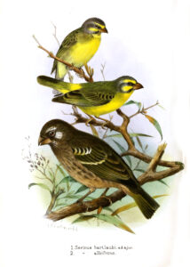 Thick-billed Seedeater