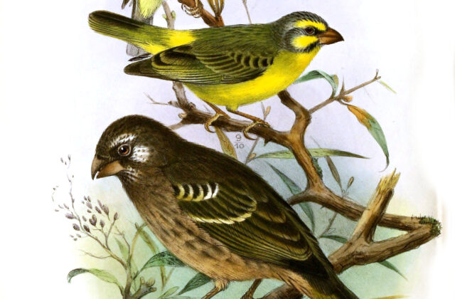 Thick-billed Seedeater