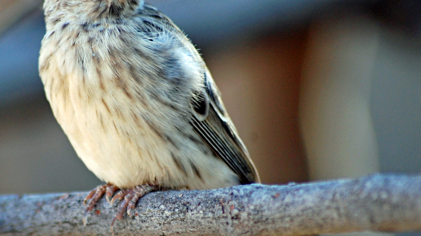 Black-throated Canary