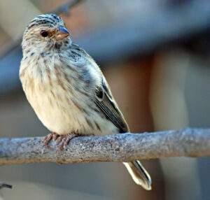 Black-throated Canary
