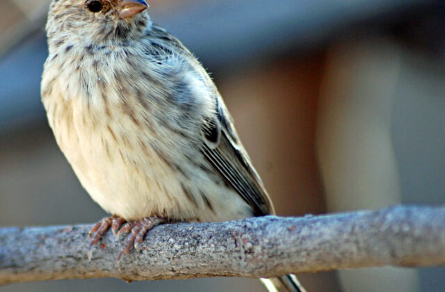 Black-throated Canary