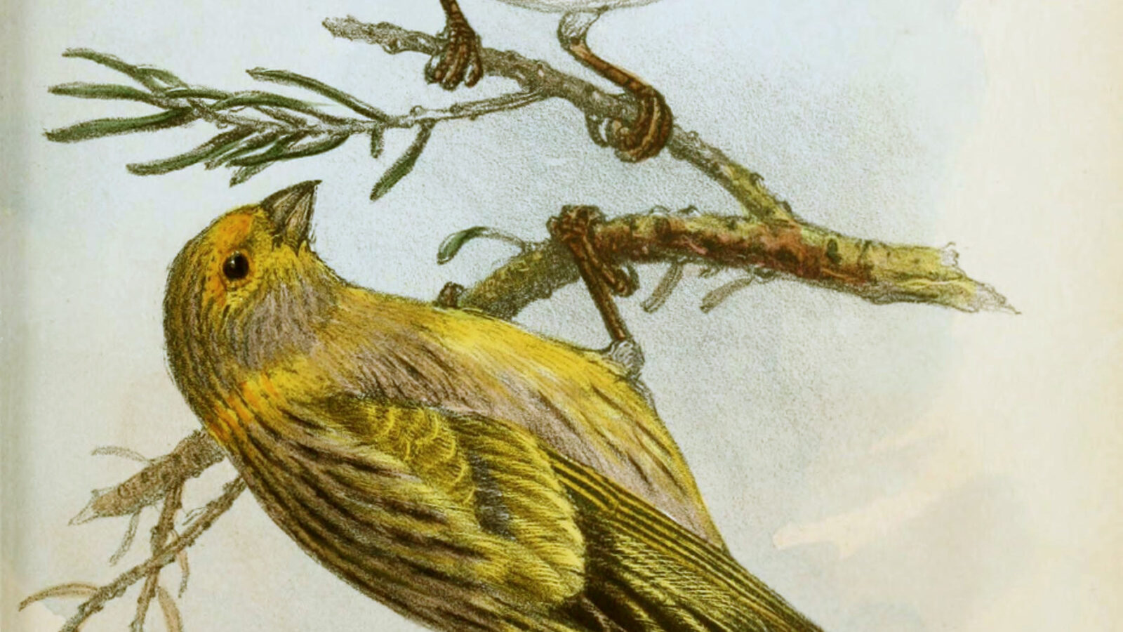 Syrian Serin