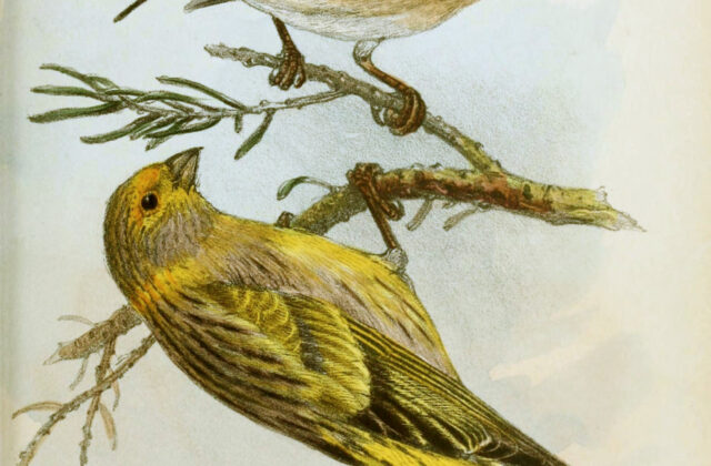 Syrian Serin