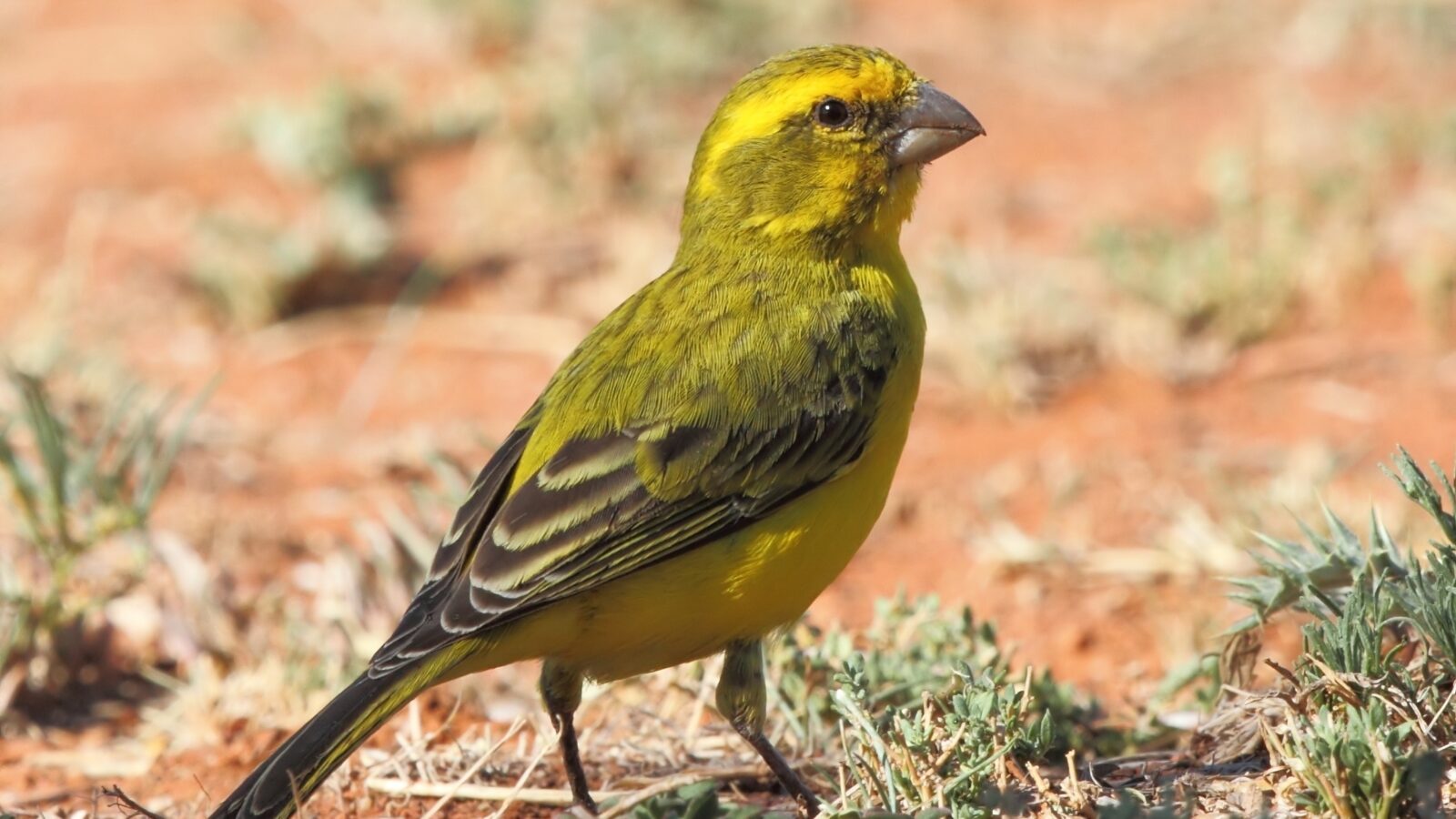 Yellow Canary
