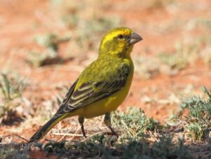 Yellow Canary