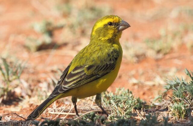 Yellow Canary
