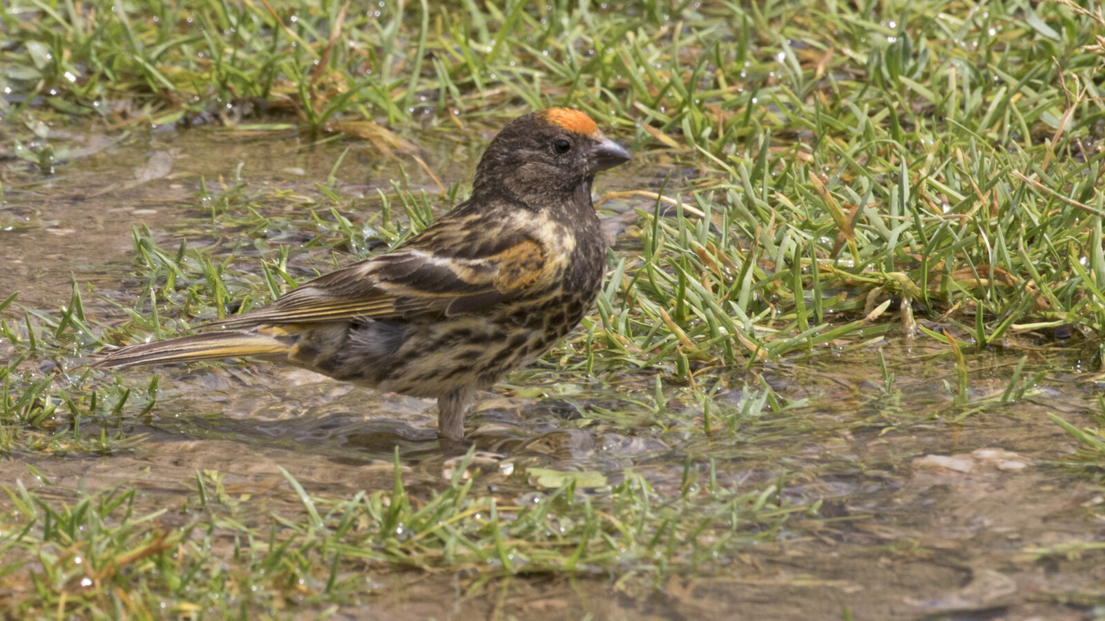 Red-fronted Serin