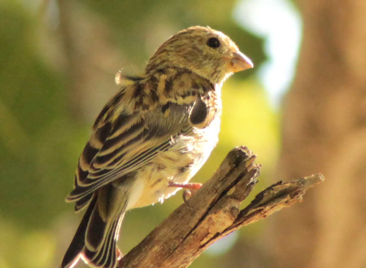 European Serin