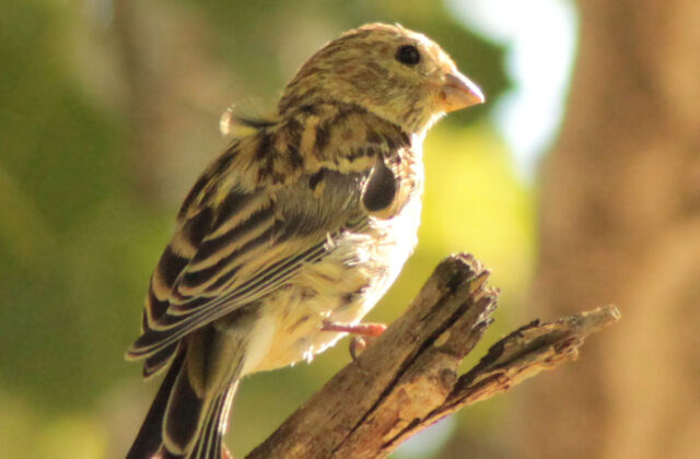 European Serin