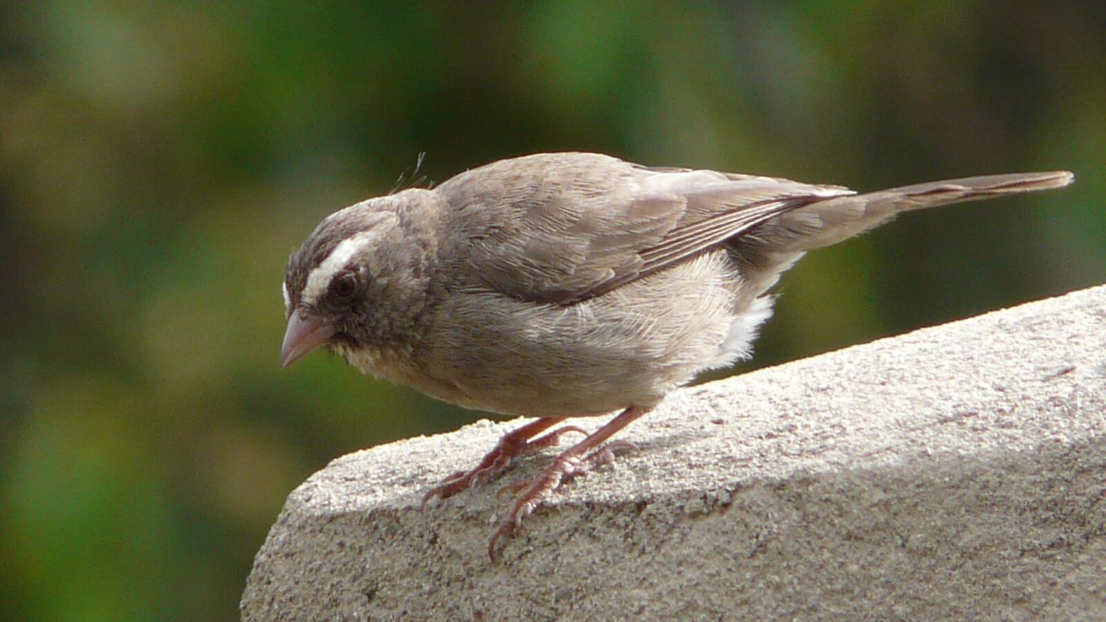 Brown-rumped Seedeater